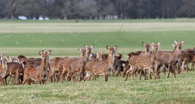 Study finds link between rising sika deer populations and bovine TB infections in Ireland